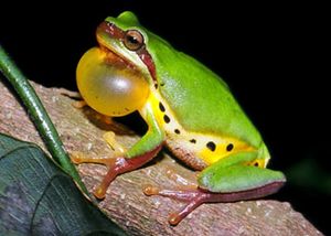 Hallowell's tree frog (Hyla hallowellii).jpg