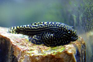 Hillstream Loach.JPG