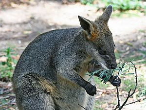 Image-Swamp-Wallaby-Feeding-4,-Vic,-Jan.2008