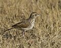 Indian Bushlark at Rajkot