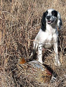 Kerygma Cockers Echo & Pheasant