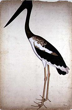 LadyImpeyEphippiorhynchus