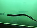 Lamprey - Bonneville Dam