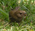 Lesser antillean bird2 1 female