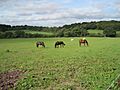 Moat Mount horses