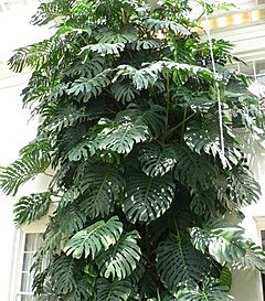 Monstera deliciosa2.jpg