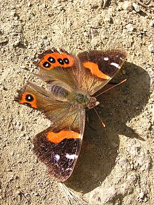 NZ Red Admiral 08