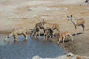 Namibie Etosha Kudu 03