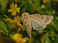 Noctuidae - Helicoverpa armigera