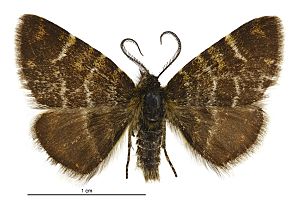 Notoreas atmogramma male.jpg