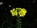 Oenothera odorata 2