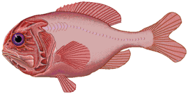 Orange roughy