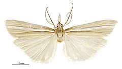 Orocrambus abditus male.jpg