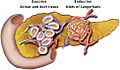 Pancreatic-Model-of-Exocrine-and-Endocrine-Function-Locations