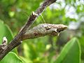 Papilio anactus pupa