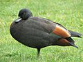 Paradise-Shelduck-Tadorna-variegata-male