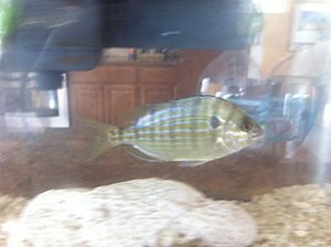 Pinfish1