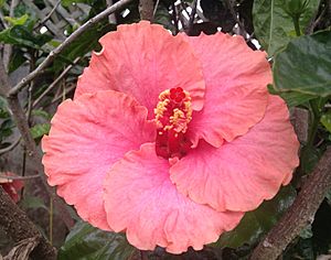 Pink Hibiscus flower