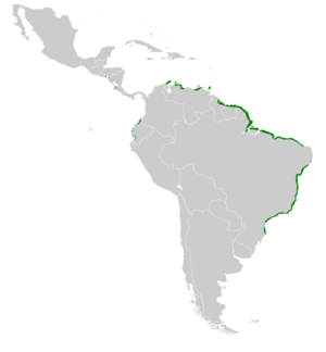 Rallus longirostris map.svg