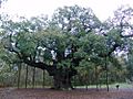 Robin Hood Major Oak