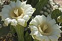 Saguaro cactus blossoms.jpg