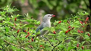 Sayaca Tanager feeding on malagueta peppers.jpg