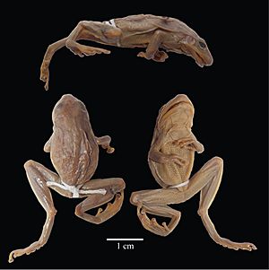 Scinax quinquefasciatus (10.1371-journal.pone.0203169) Figure 3.jpg