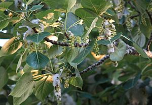 Seeds and Fluff of Cottonwood