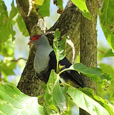 Seychelles blue pigeon (Alectroenas pulcherrimus)