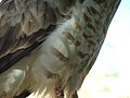 Short-toed Eagle Feathers