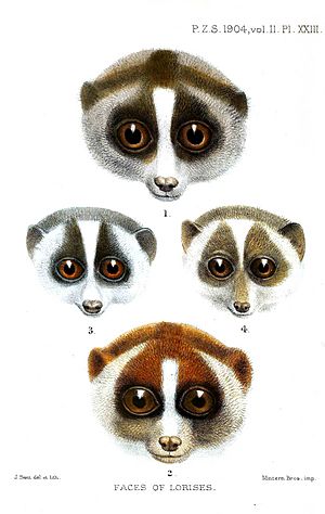 Smit.Faces of Lorises.jpg