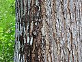 Swietenia macrophylla at Kadavoor