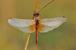 Sympetrum flaveolum male - Kulna.jpg