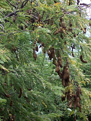 Tamarindus indica pods.JPG