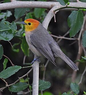 yellowish perching songbird with orange head