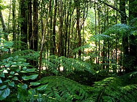 Valdivian temperate rainforest.JPG