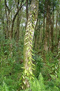 Vanilla plantation in wood dsc00190