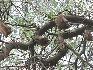 Wahlberg's Epauletted Fruit Bats, sleeping