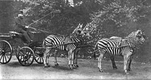 WalterRothschildWithZebras