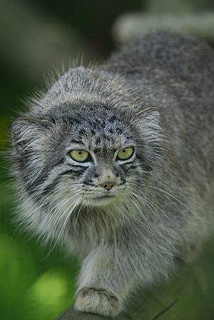 WhfPallasCat