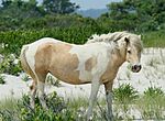 Wild Pony at Assateague.jpg