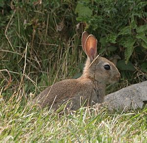 Young wild rabbit