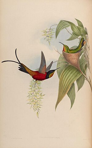 A monograph of the Trochilidæ, or family of humming-birds (Plate 67) (7175941854)