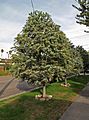 Acacia baileyana Los Angeles