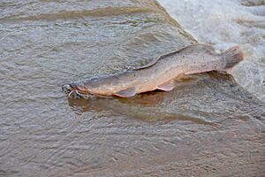 African Catfish (Clarias gariepinus) landing on the ford after its jump upstream ... (16332780150)