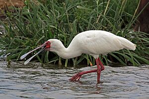 African spoonbill (Platalea alba).jpg