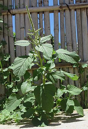 Amaranthus lividus (6896677687).jpg