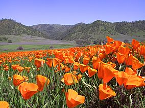 Berryessa Snow Mountain National Monument.JPG