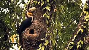 Birds in its peaceful nest