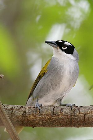 Black-crowned Palm Warbler.jpg